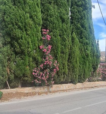 Coqueto Apartamento Μούρθια Εξωτερικό φωτογραφία
